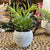 Plant - Potted Needle Succulent