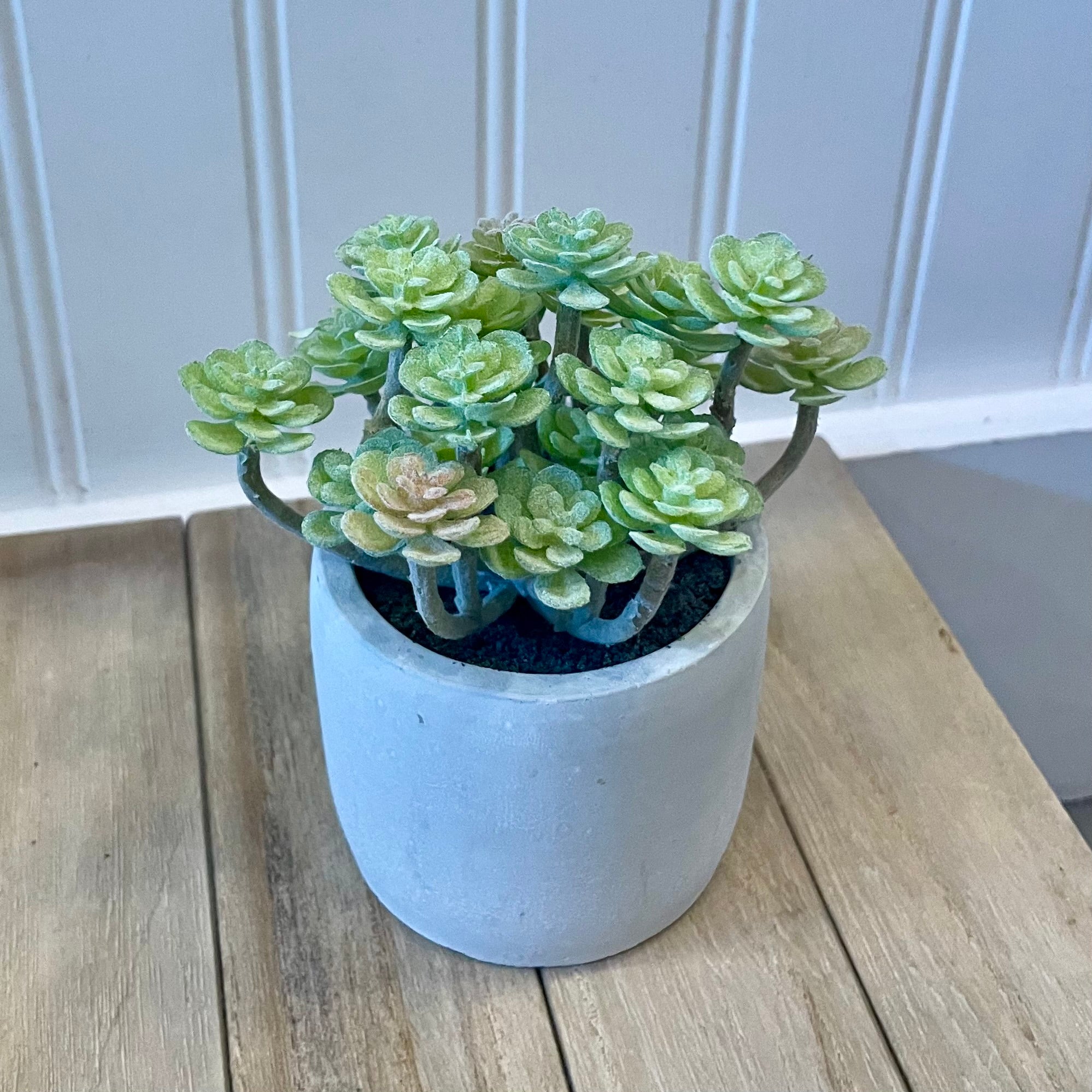 Plant - Potted Dusty Succulent