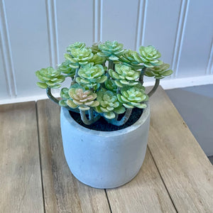 Plant - Potted Dusty Succulent