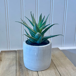 Plant - Potted Dusty Succulent