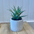 Plant - Potted Dusty Succulent