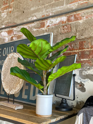 Plant - Potted Fiddle Leaf Fig