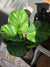 Plant - Potted Fiddle Leaf Fig