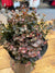 Plant - Purple Eucalyptus Bunch
